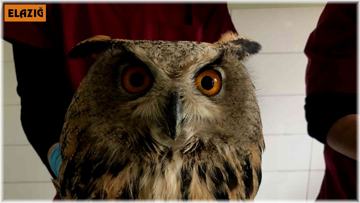 Yaralı halde bulunan kulaklı orman baykuşları tedavi altına alındı