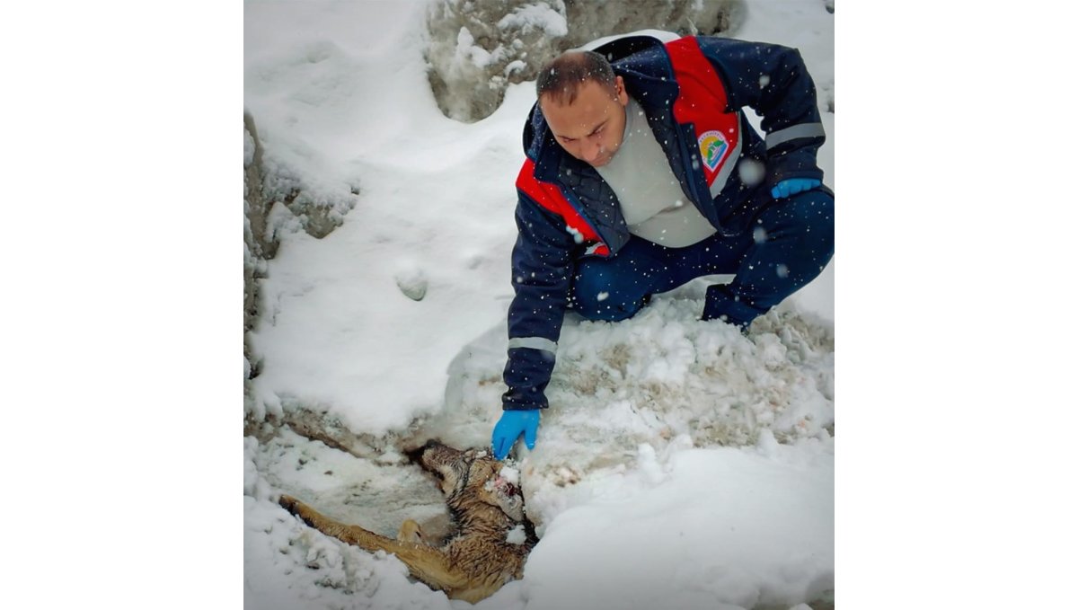 Yaralı halde bulunan kurt tedavi altına alındı