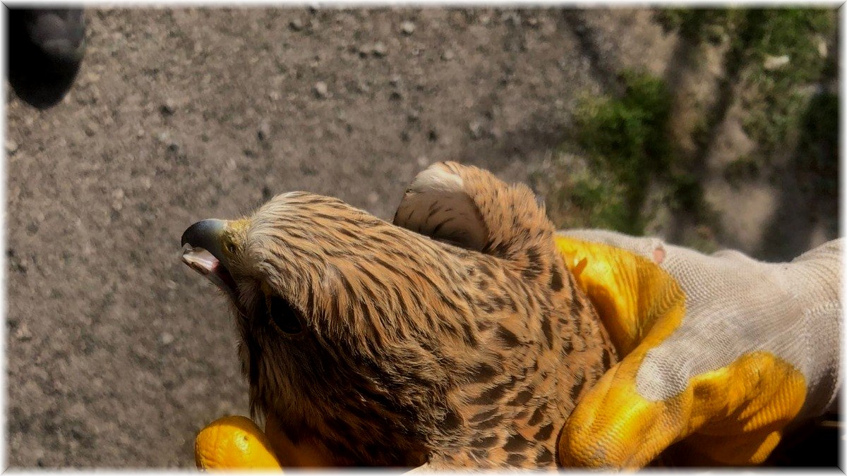 Yaralı halde bulunan şahin tedavi altına alındı