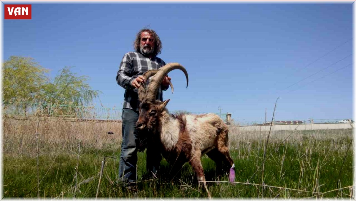 Yaralı halde bulunan yaban keçisi tedavi altına alındı