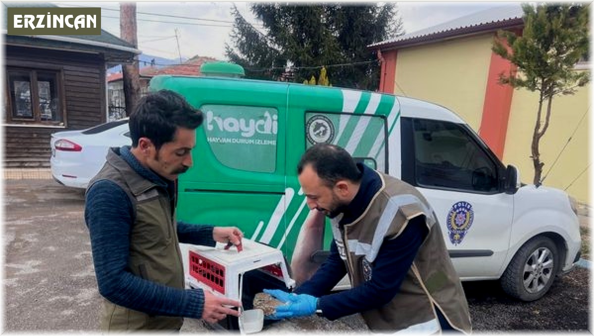 Yaralı halde bulunan yaralı baykuş yavrusu tedavi altına alındı