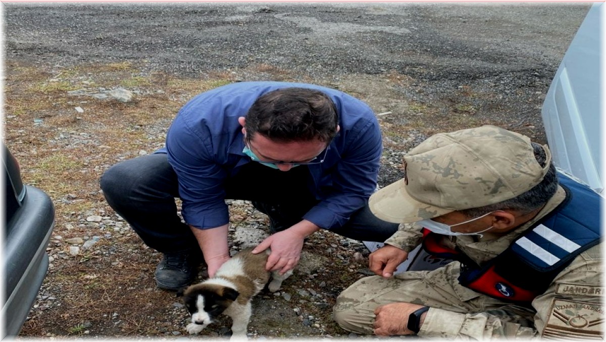 Yaralı halde bulunan yavru köpek tedavi altına alındı
