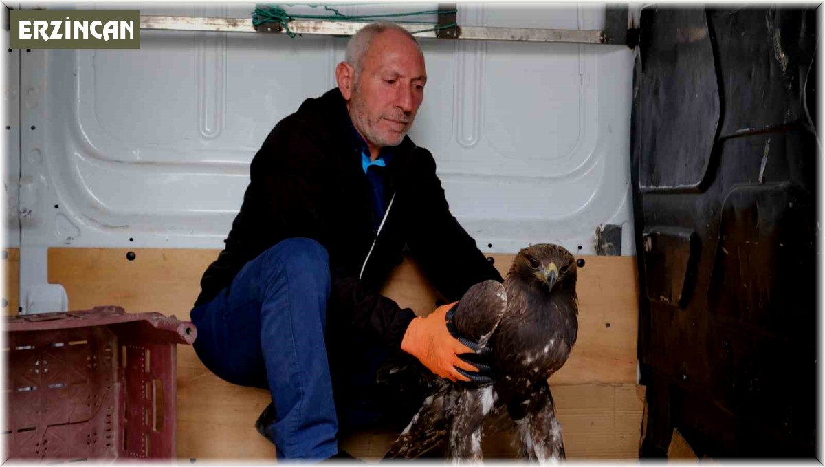 Yaralı Kaya Kartalı tedavi altına alındı