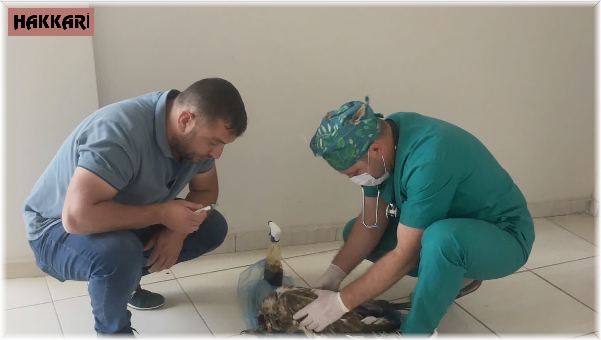 Yaralı kaya kartalı tedavi altına alındı