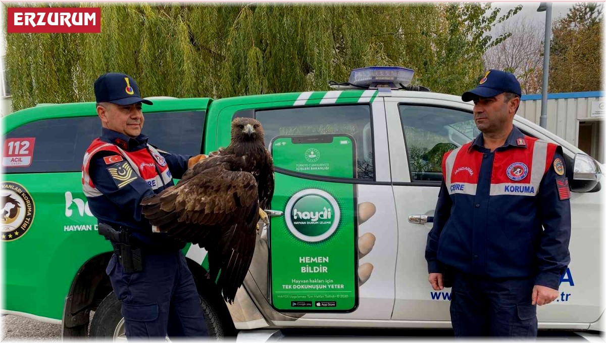 Yaralı kaya kartalını jandarma ekibi kurtardı