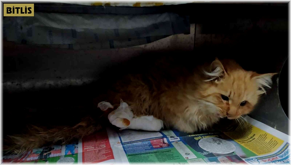 Yaralı kediye belediye ekipleri sahip çıktı