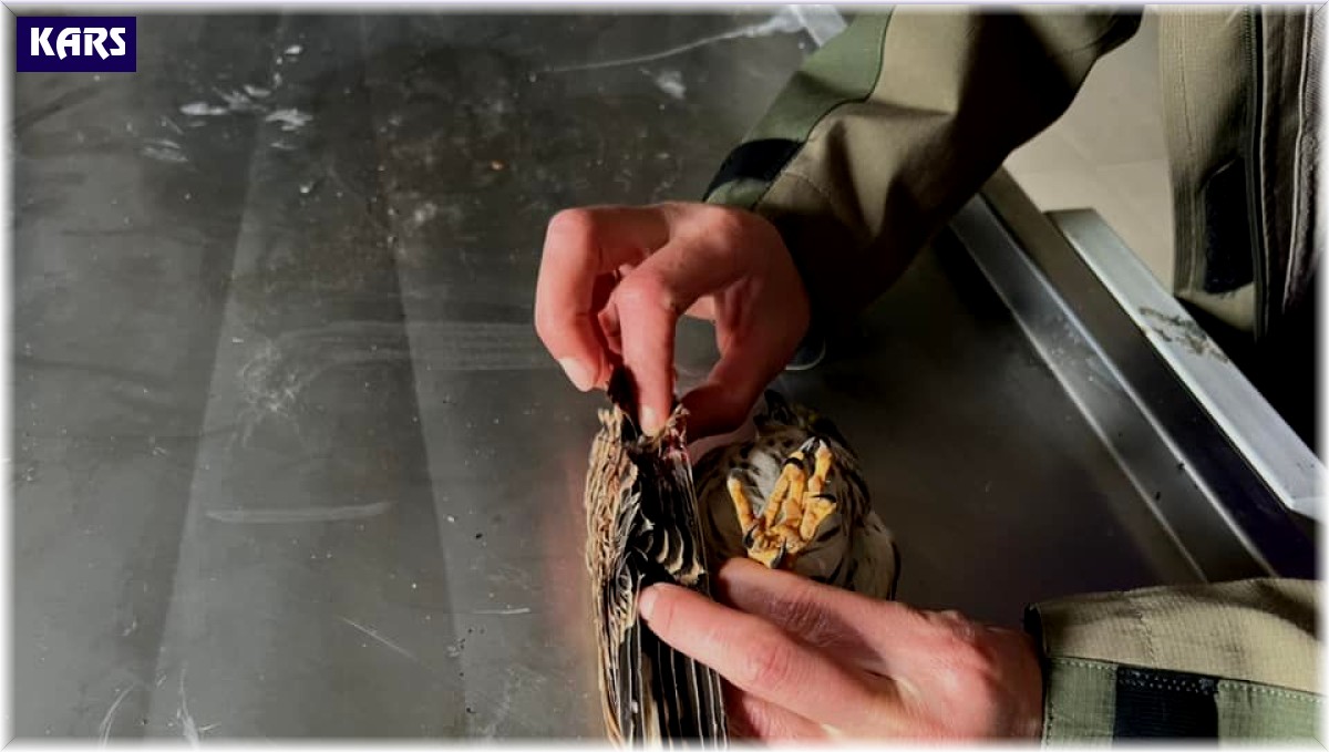 Yaralı Kerkenez Kars'ta tedavi altına alındı