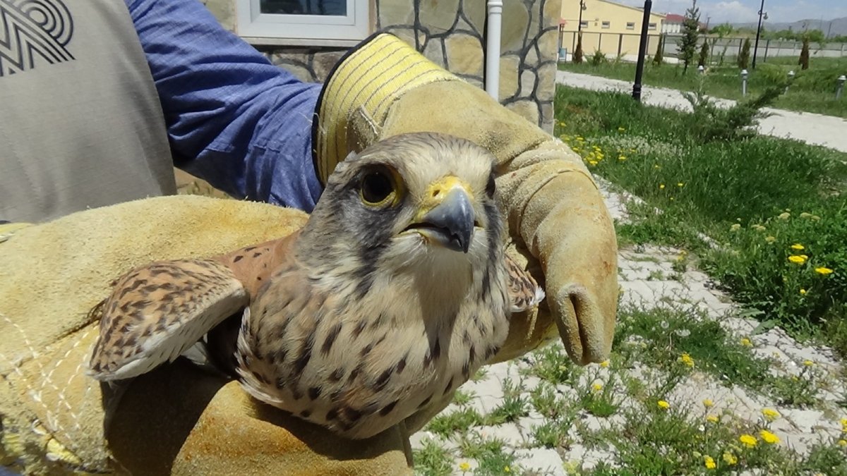 Yaralı kerkenez tedavi altına alındı