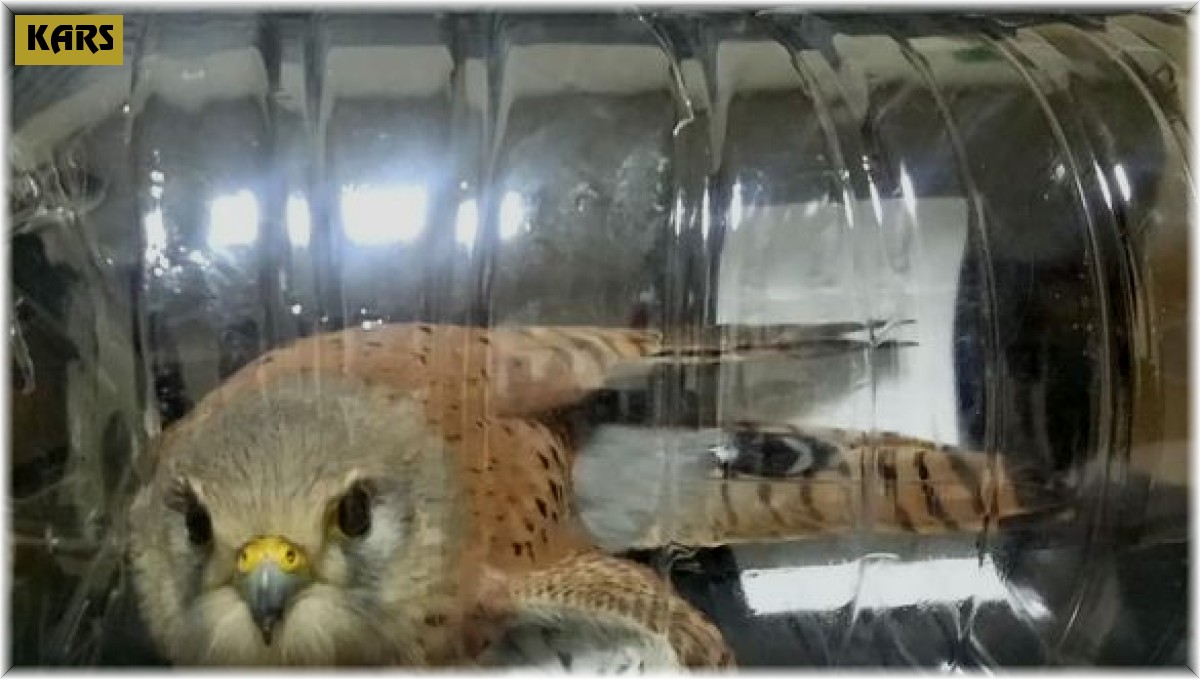 Yaralı Kerkenez tedavi altına alındı