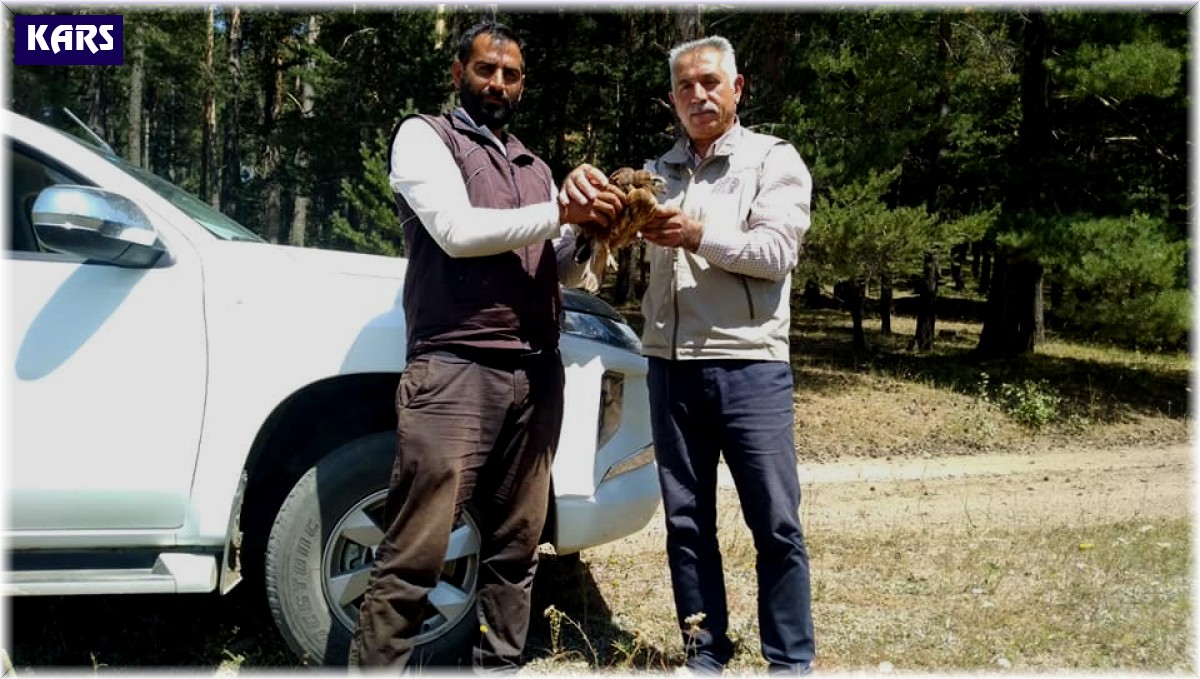 Yaralı kızıl şahin tedavi altına alındı