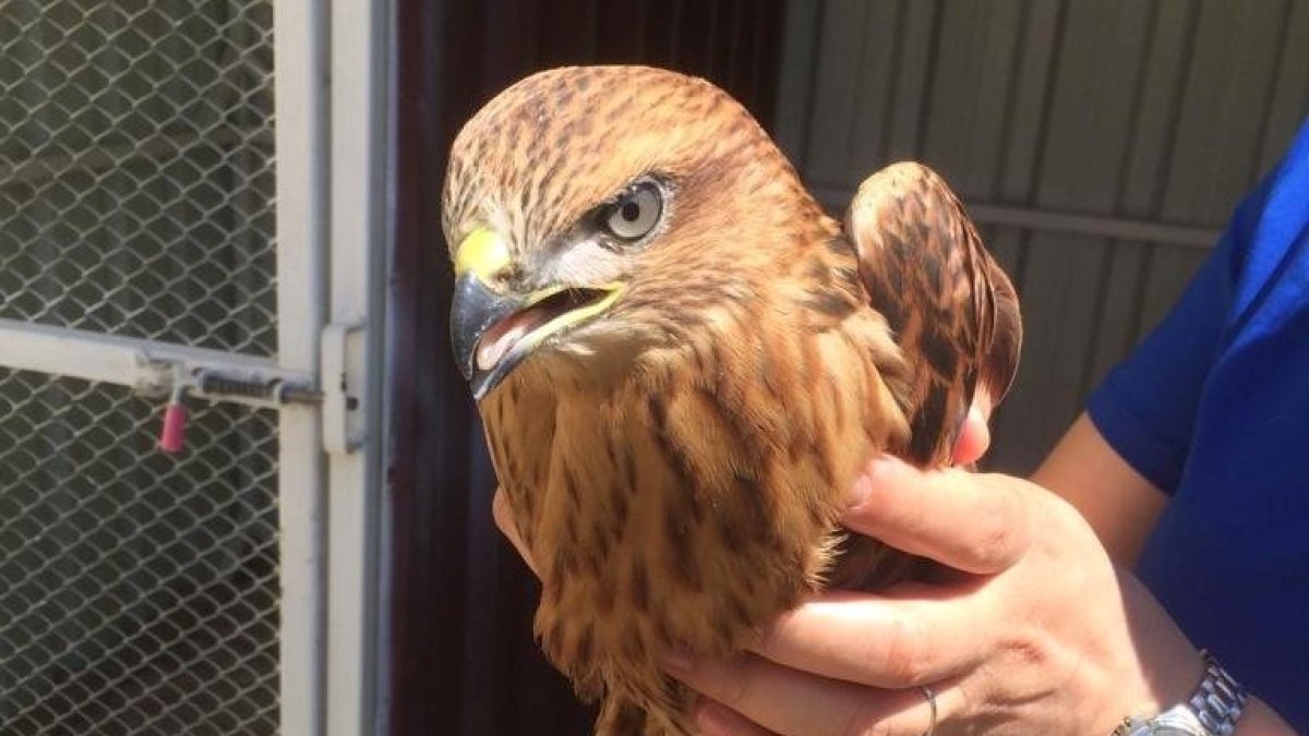 Yaralı kızıl şahin tedavi altına alındı