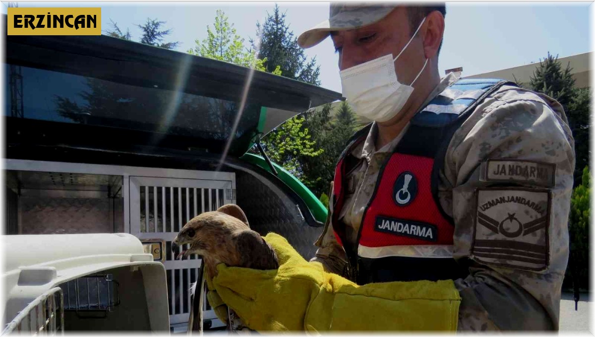 Yaralı kızıl şahin tedavi altına alındı