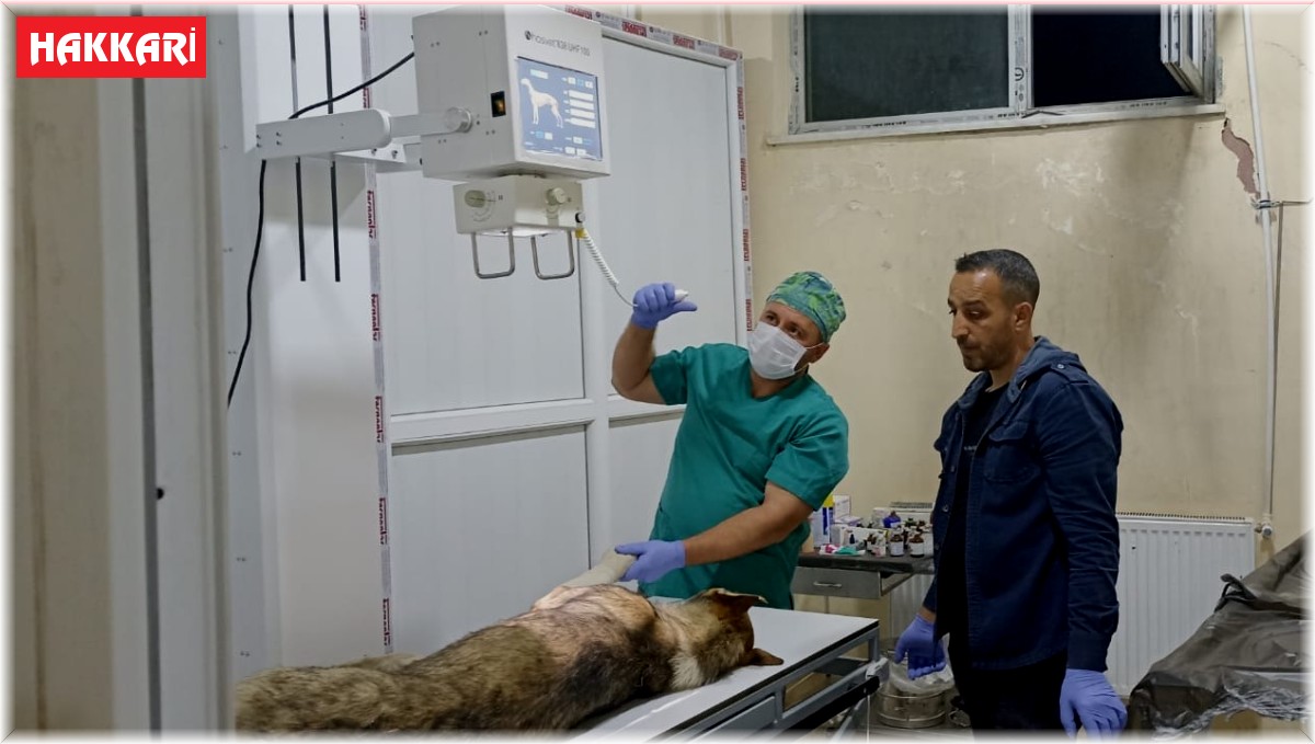 Yaralı köpeğe belediye ekibi sahip çıktı