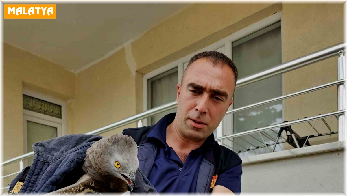 Yaralı şahin koruma altına alındı