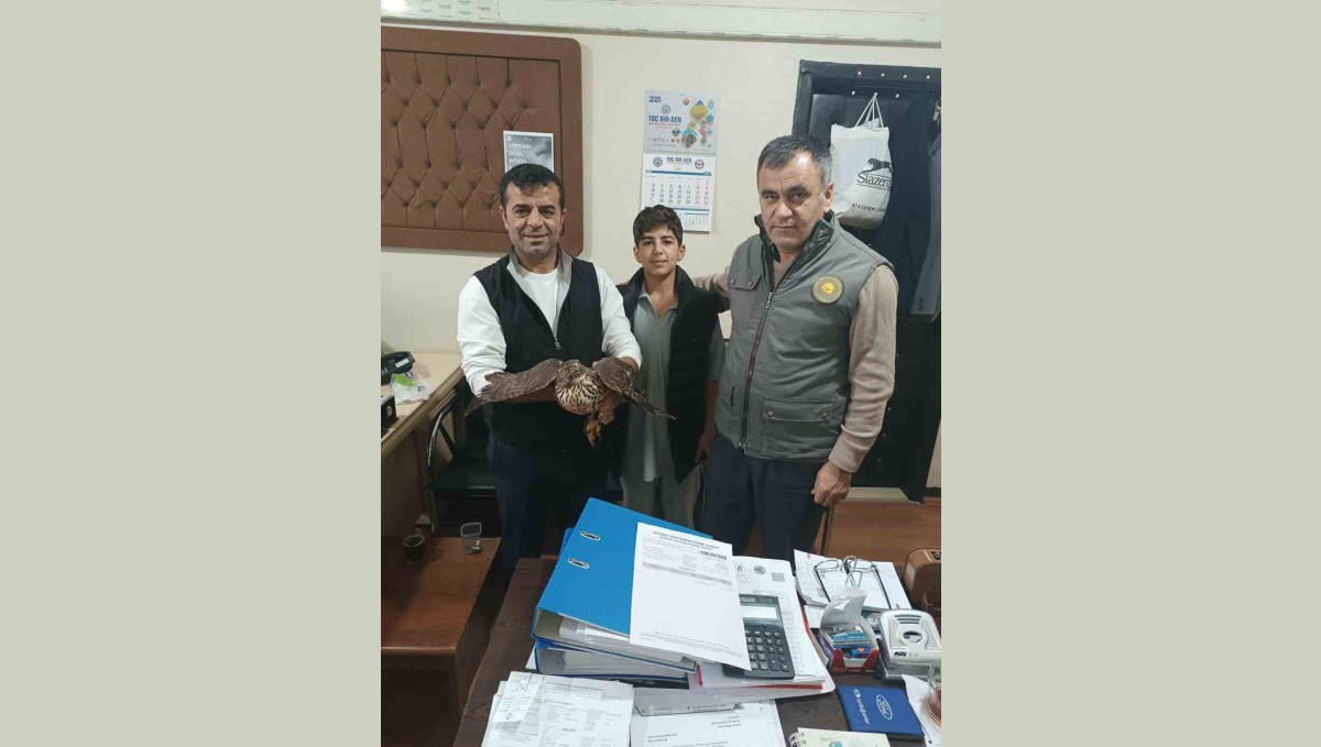 Yaralı şahin tedavi altına alındı