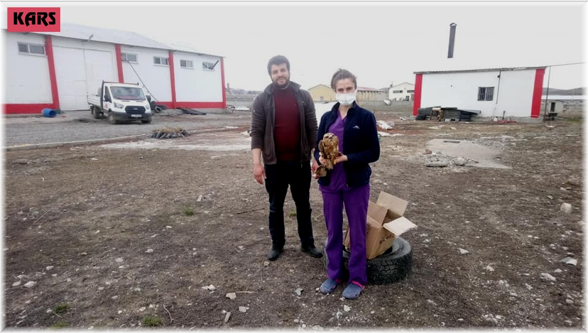 Yaralı Şahin tedavi altına alındı