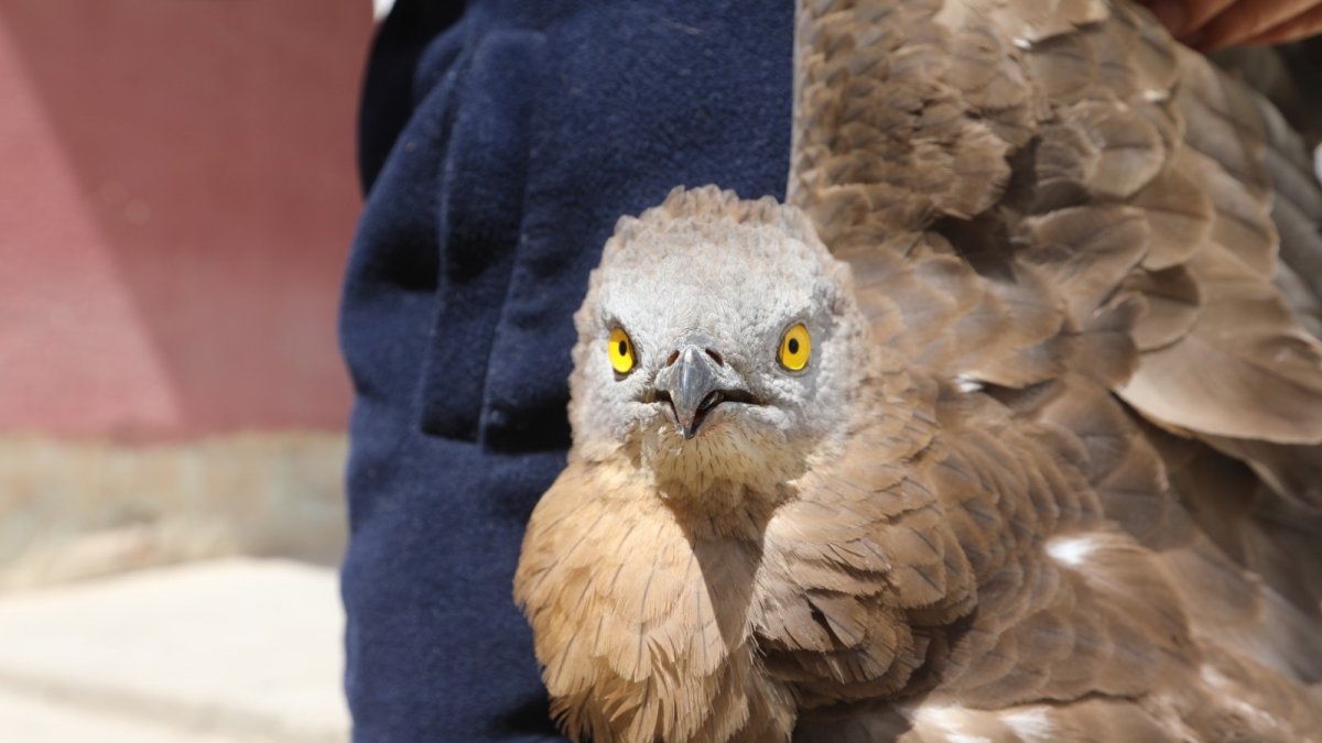 Yaralı şahine belediye personeli sahip çıktı