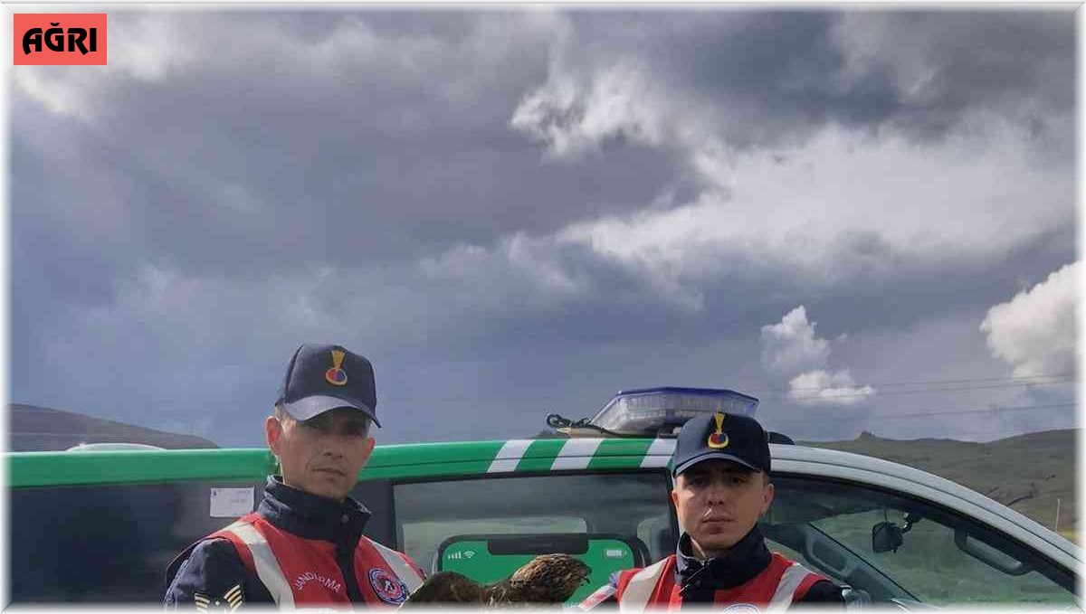 Yaralı şahine jandarma sahip çıktı