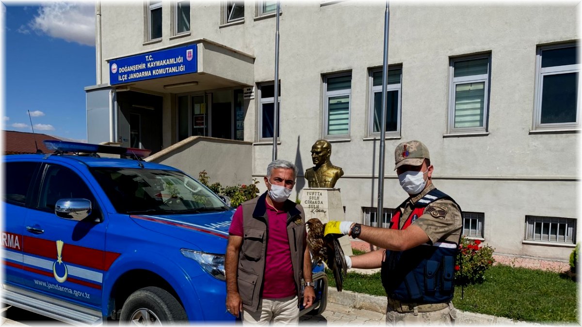 Yaralı şahine jandarma şefkati