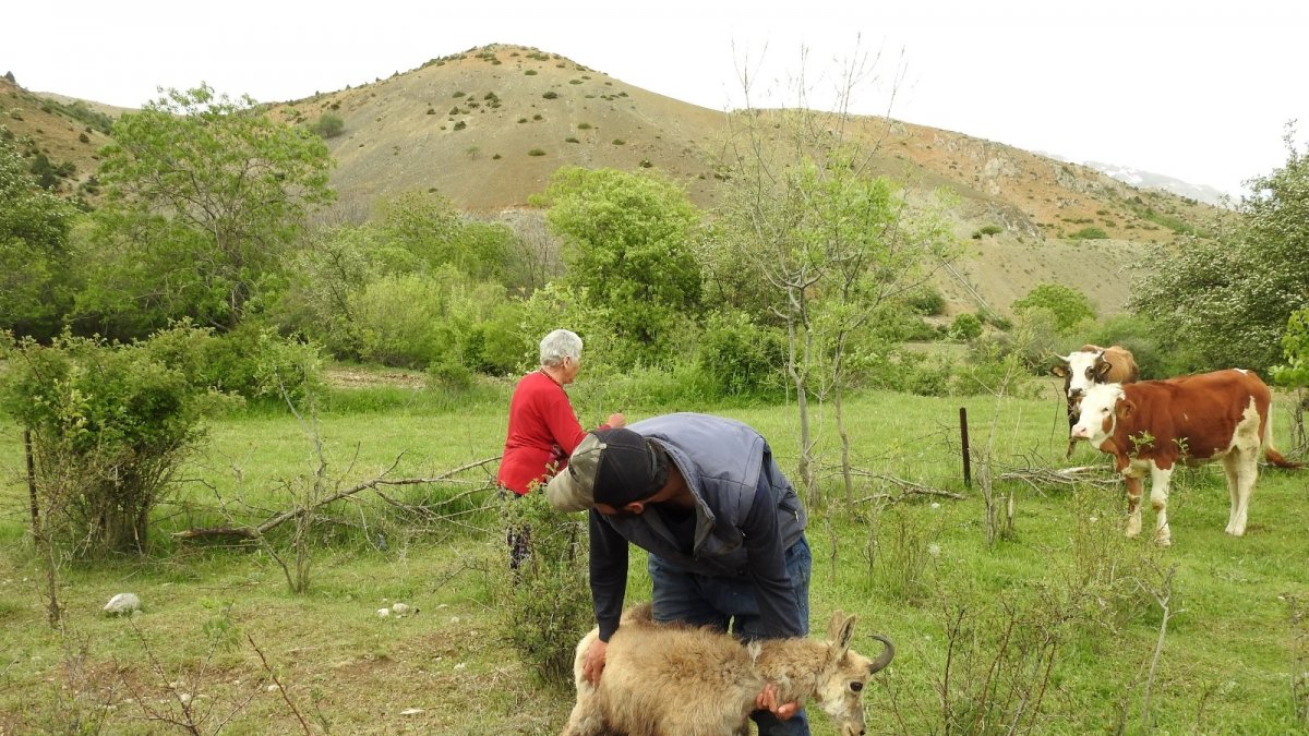 Yaralı şamuaya köy sakinlerinden yardım eli
