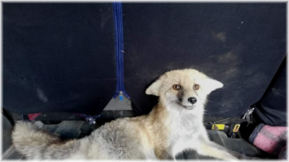 Yaralı tilki tedavi altına alındı