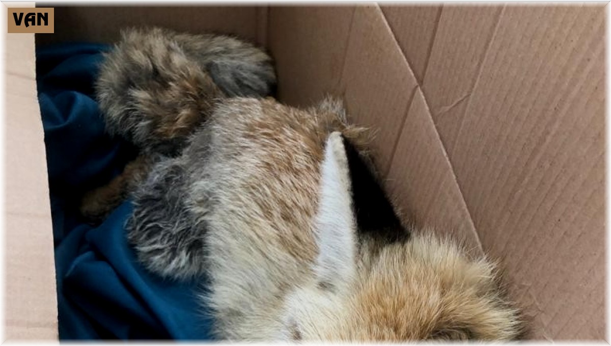 Yaralı tilkiye jandarma şefkati