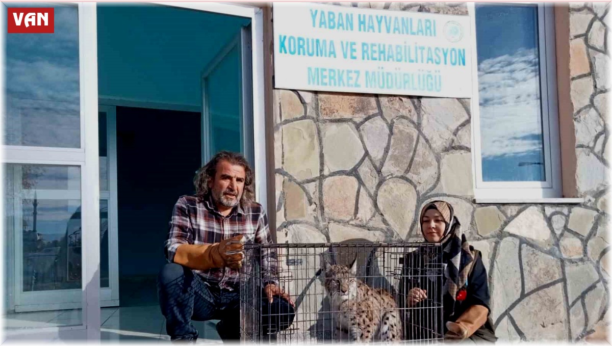 Yaralı vaşak tedavi altına alındı