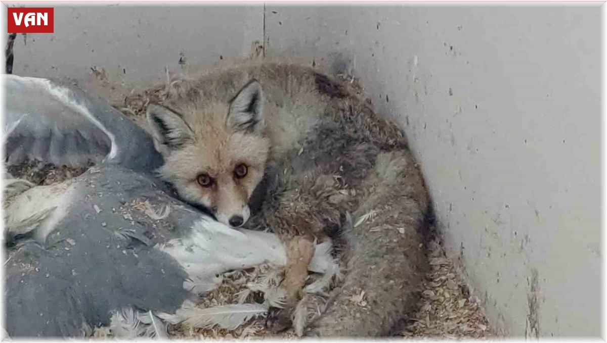 Yaralı yaban hayvanları Van'daki rehabilitasyon merkezinde iyileştiriliyor