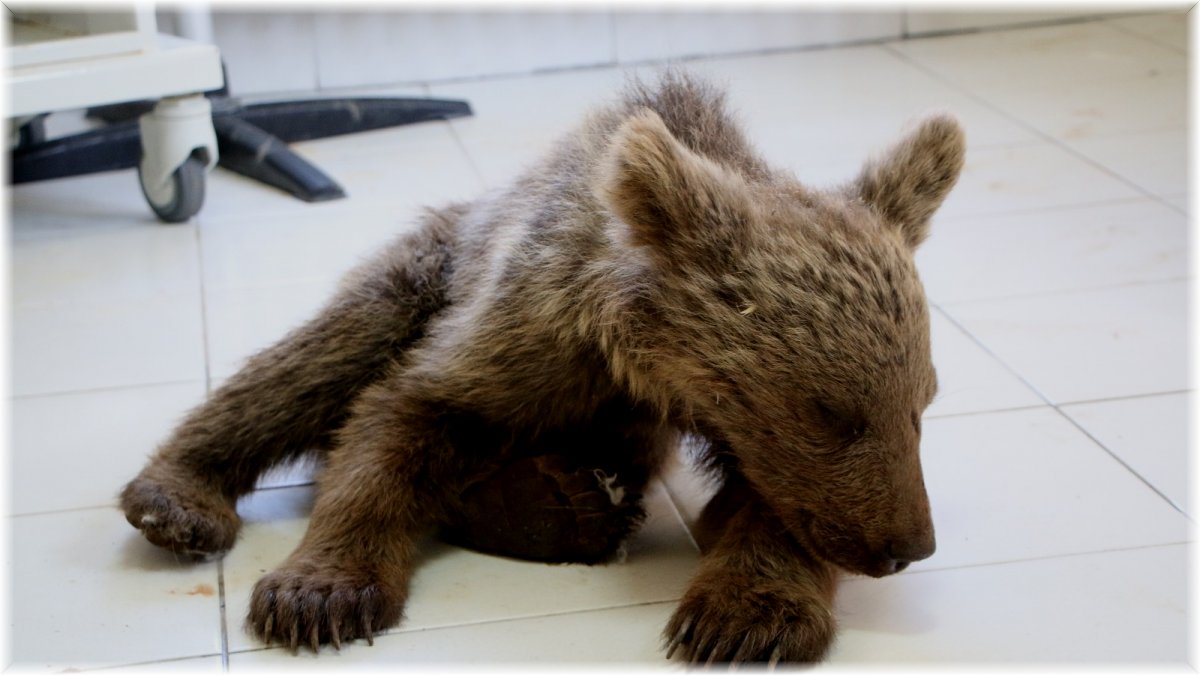 Yaralı yavru ayı tedavi altına alındı