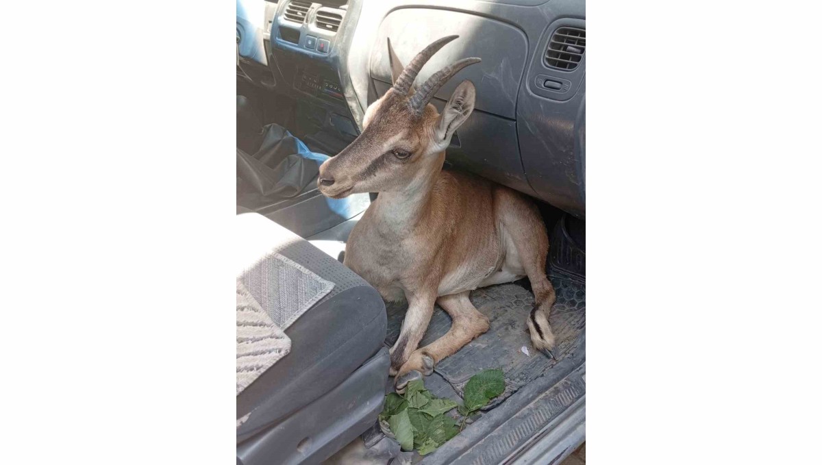 Yaralı yavru dağ keçisi tedavi altına alındı