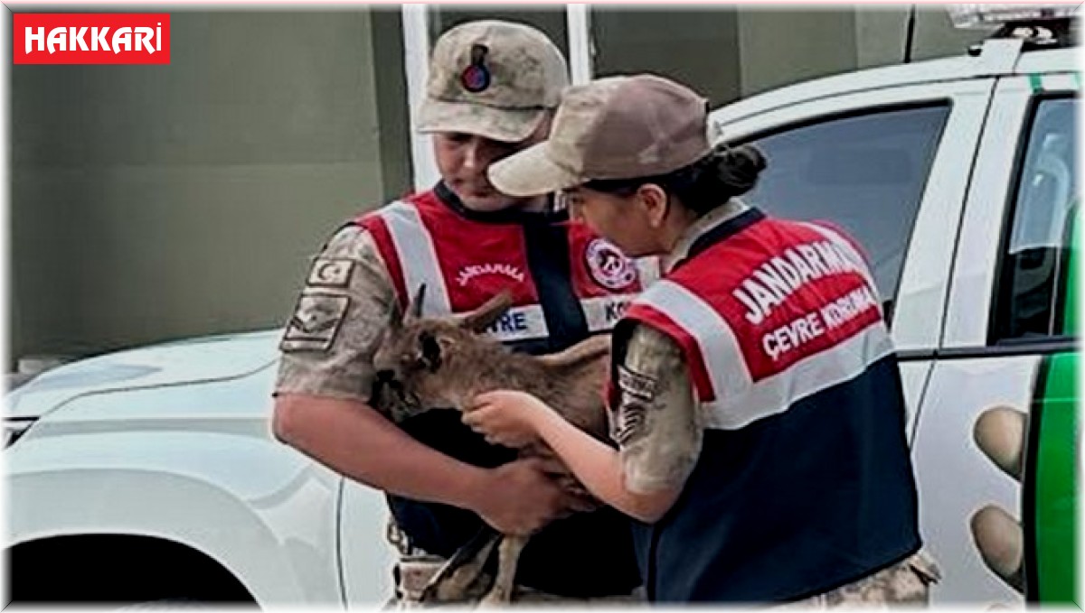 Yaralı yavru dağ keçisine jandarmanın şefkat eli