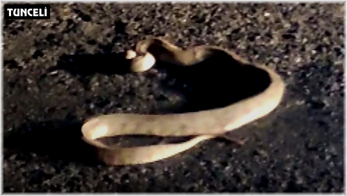 Yaralı yılanı görünce aracını durdurdu