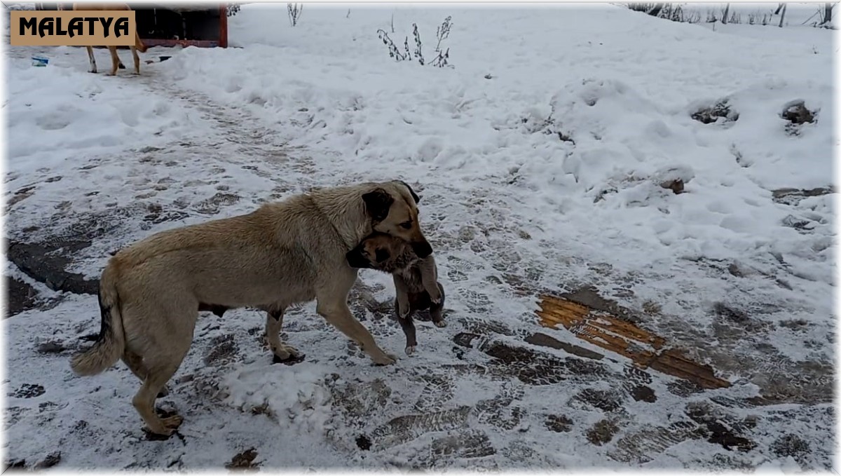 Yaramaz yavru köpeğe anne şefkati