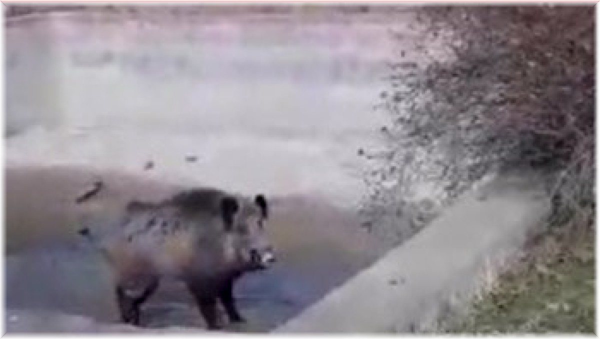 Yardım etmek istedikleri yaralı domuzun tepkisi karşısında neye uğradıkları şaşırdılar