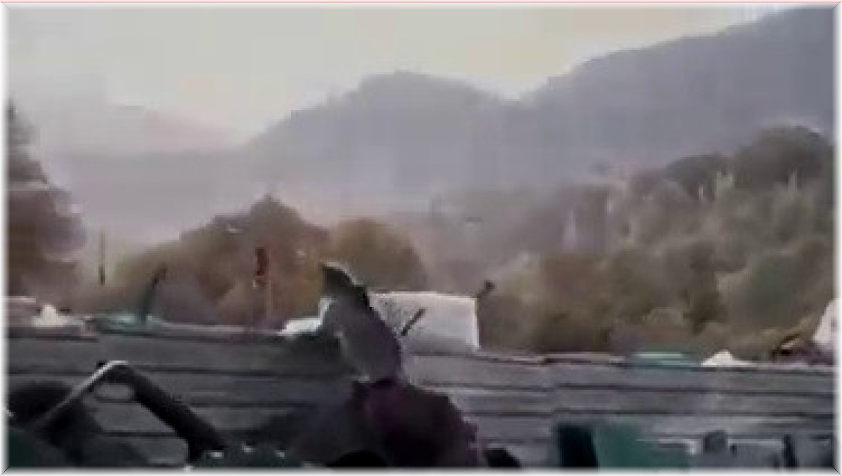 Yavru ayılar sanayi sitesine indi