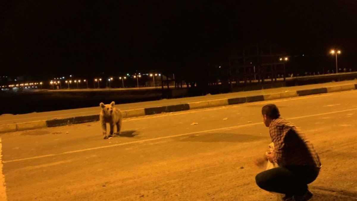 Yavru boz ayıları eliyle besledi