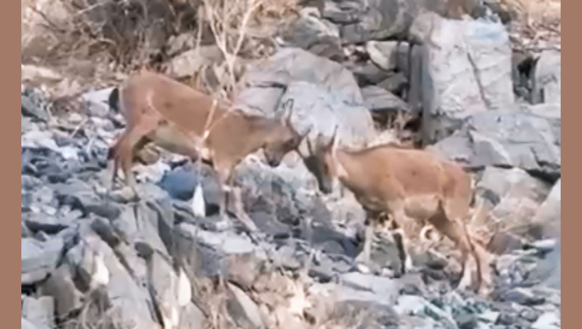 Yavru dağ keçilerinin tatlı çekişmesi kamerada