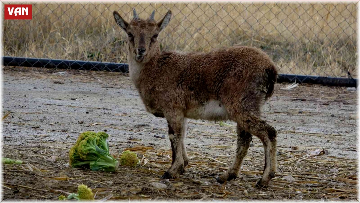 Yavru dağ keçisi, sürüsüyle buluşacağı günü bekliyor