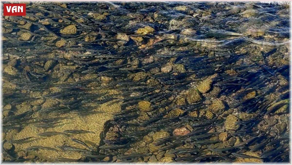 Yavru inci kefallerinin Van Gölü'ne dönüş göçü başladı