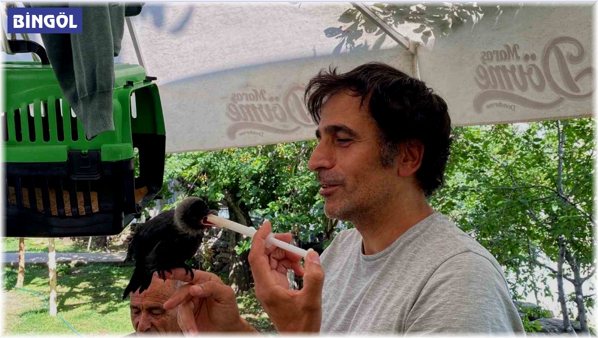 Yavru kargaya bebek gibi bakıyorlar