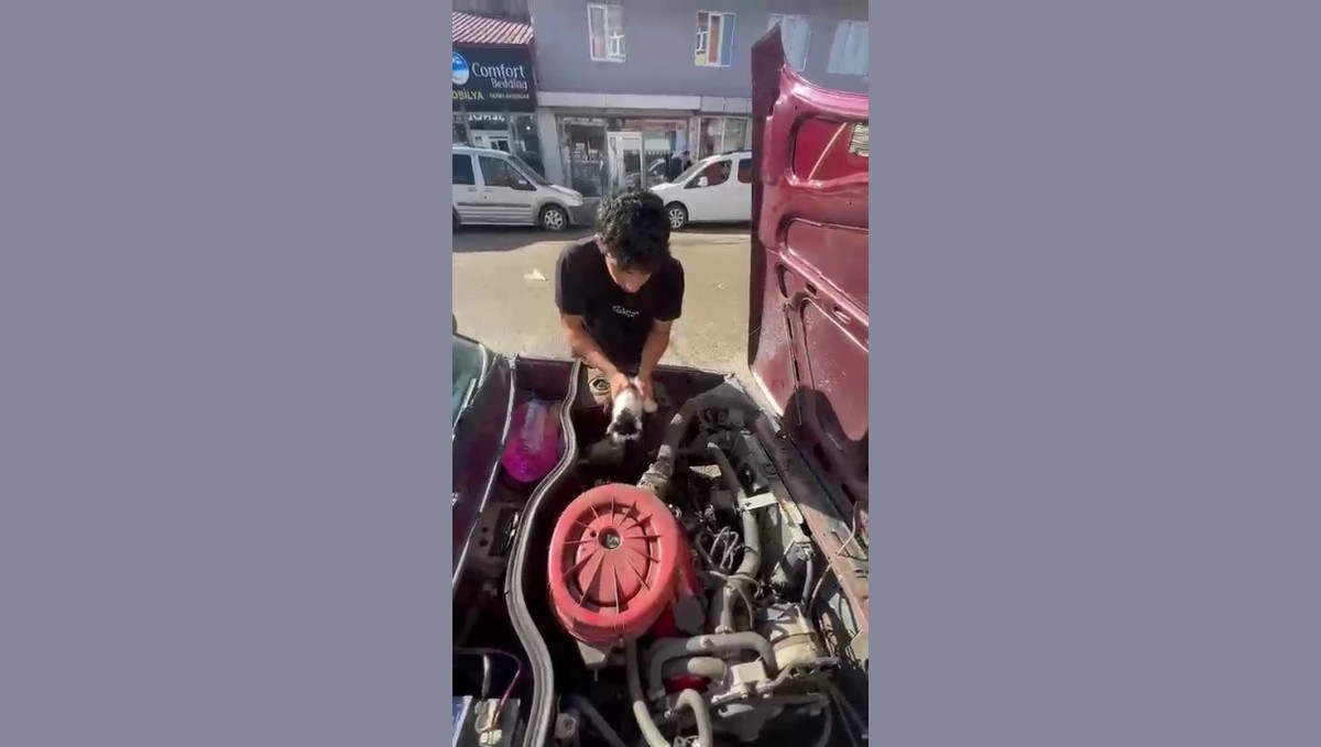Yavru kedi otomobilin motor bölümünde sıkıştı