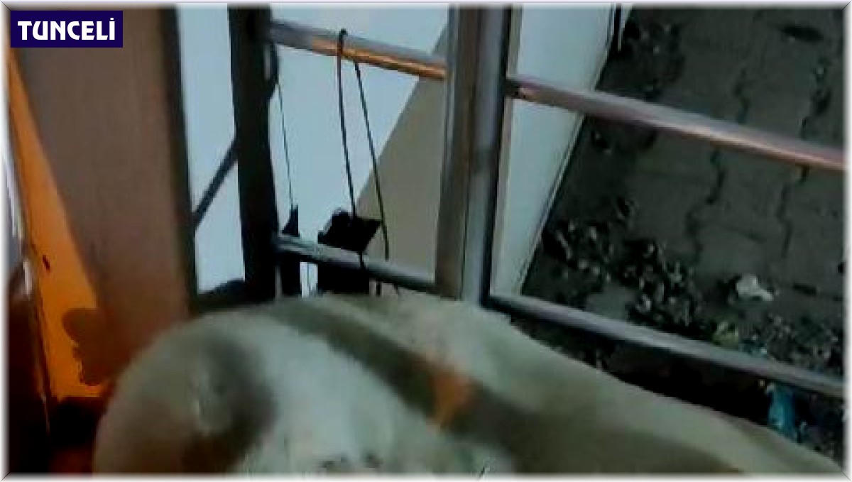 Yavru kedinin 'tehlikeli' sıcak yer arayışı