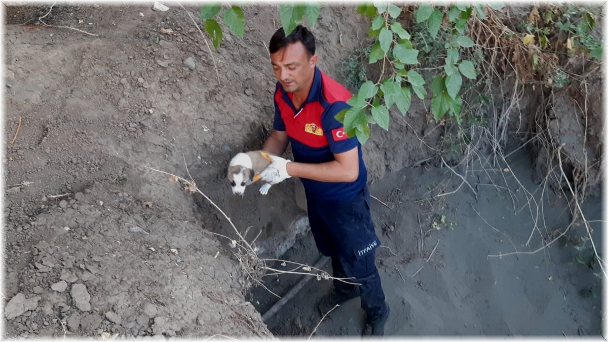 Yavru köpekler düştüğü çukurdan kurtarıldı