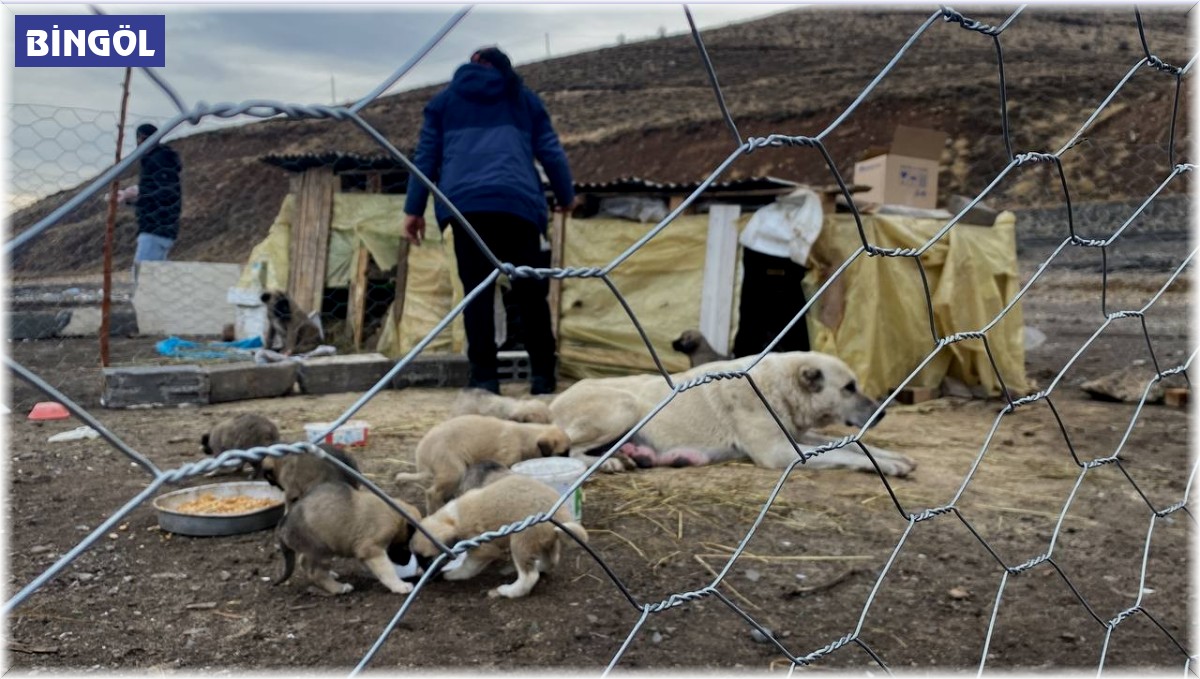 Yavru köpeklere barınak yapıp, beslemek için her gün 5 kilometre yol gidiyorlar