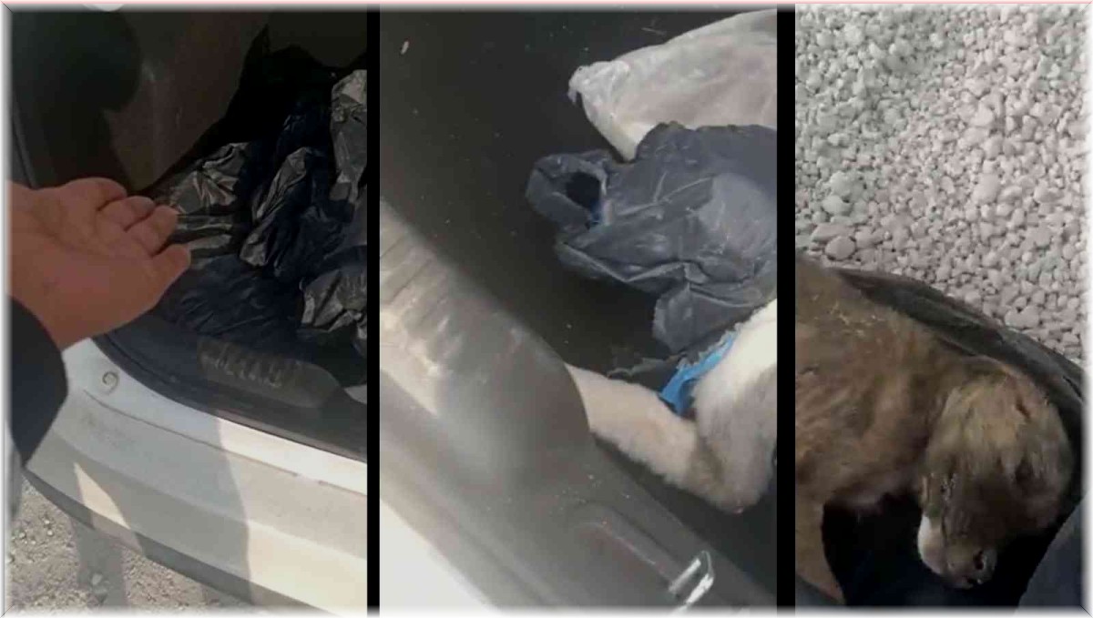 Yavru köpekleri poşetleyip bagaja koymuşlar