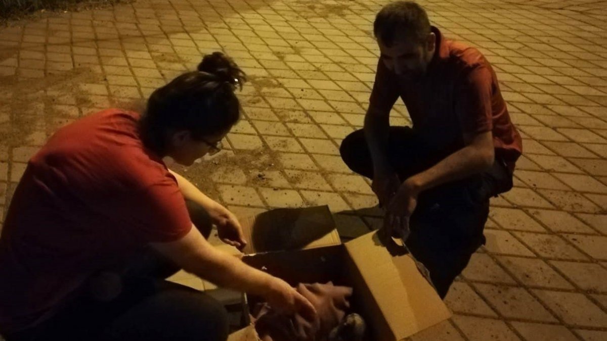 Yavru kulaklı orman baykuşu tedavi altına alındı