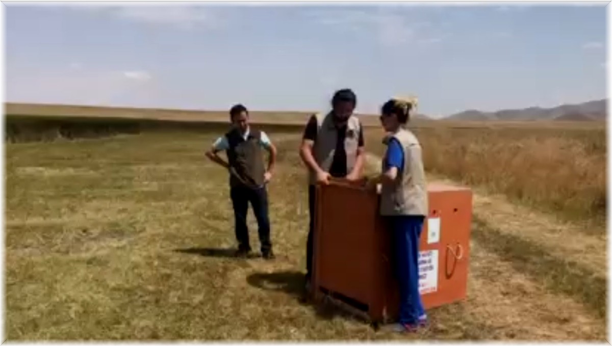 Yavru leylekler doğaya salındı