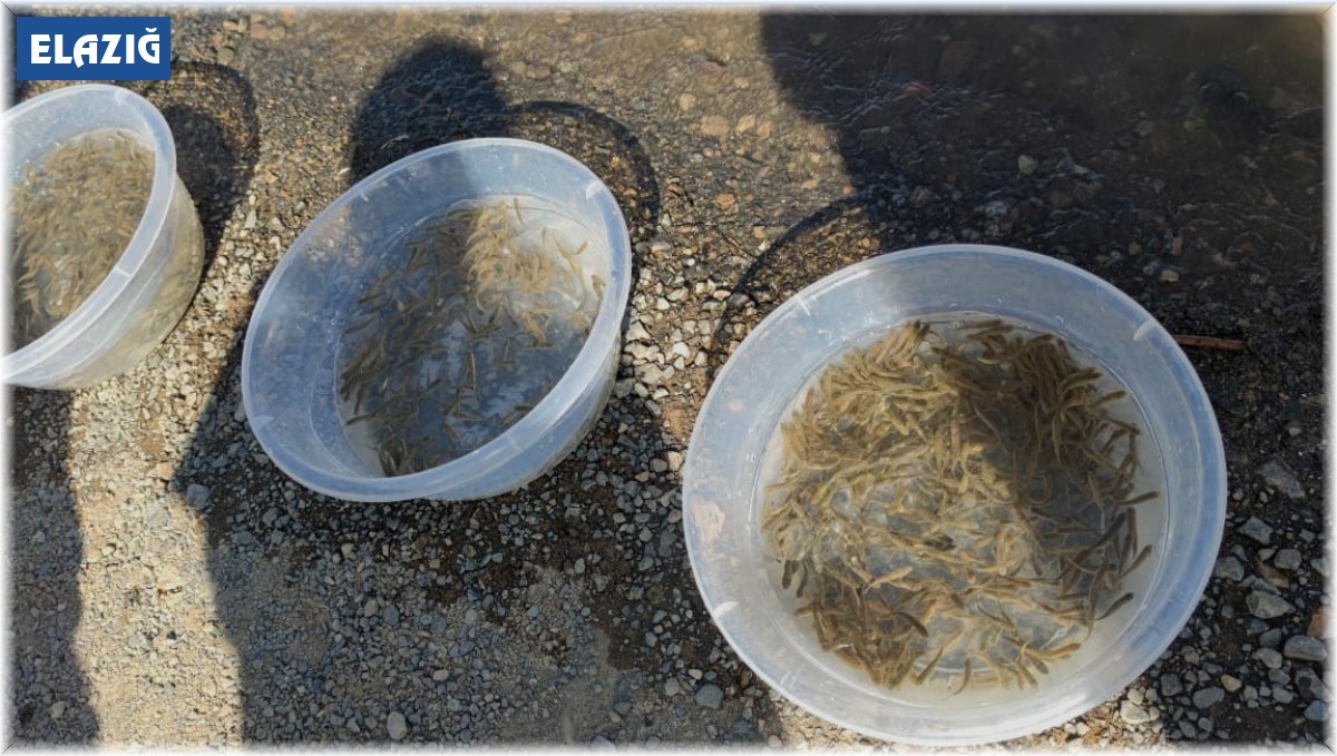 Yavru siraz balıkları baraj gölüne bırakıldı