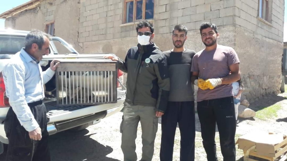 Yavru tilki emin ellerde