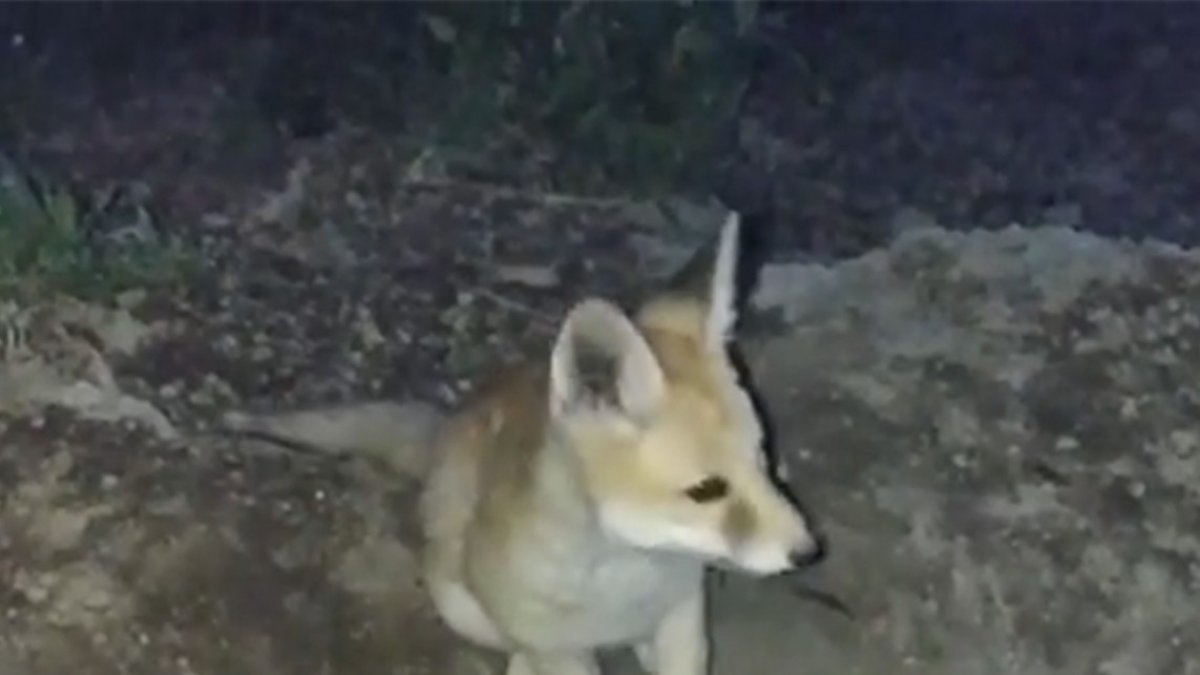 Yavru tilkilerin sevimli halleri kameralara yansıdı